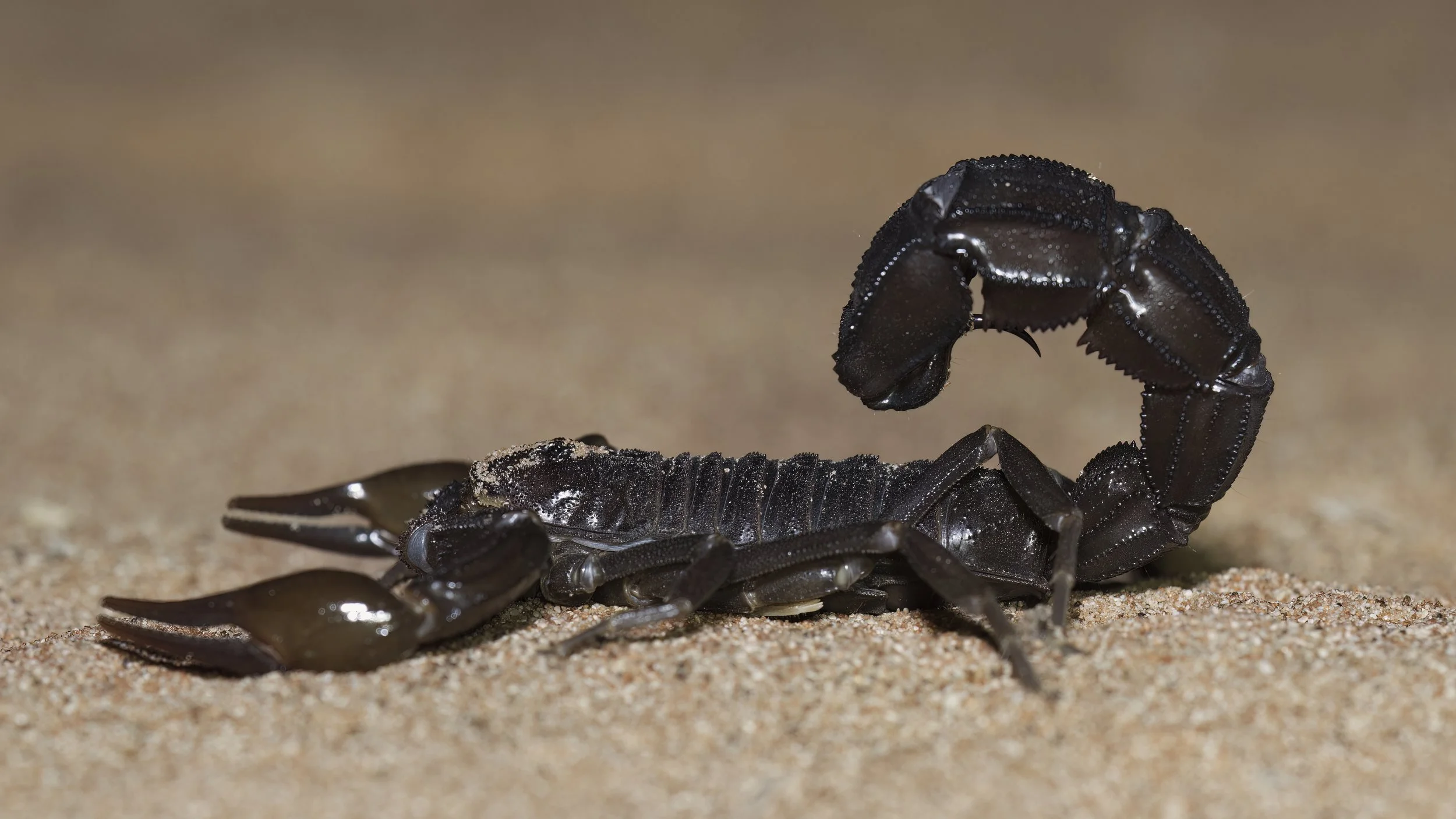 Arabian Fat-tailed Scorpion | العقرب الأسود | Androctonus